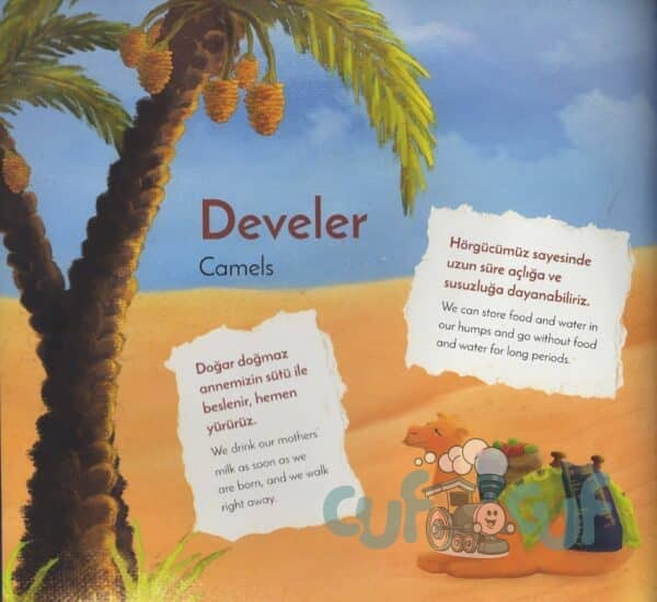 Bu Deve Neden Kızdı / Why Is This Camel So Angry – Bild 3